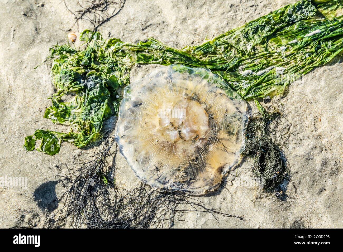 A jellyfish on the beach of the North Sea. Stock Photo
