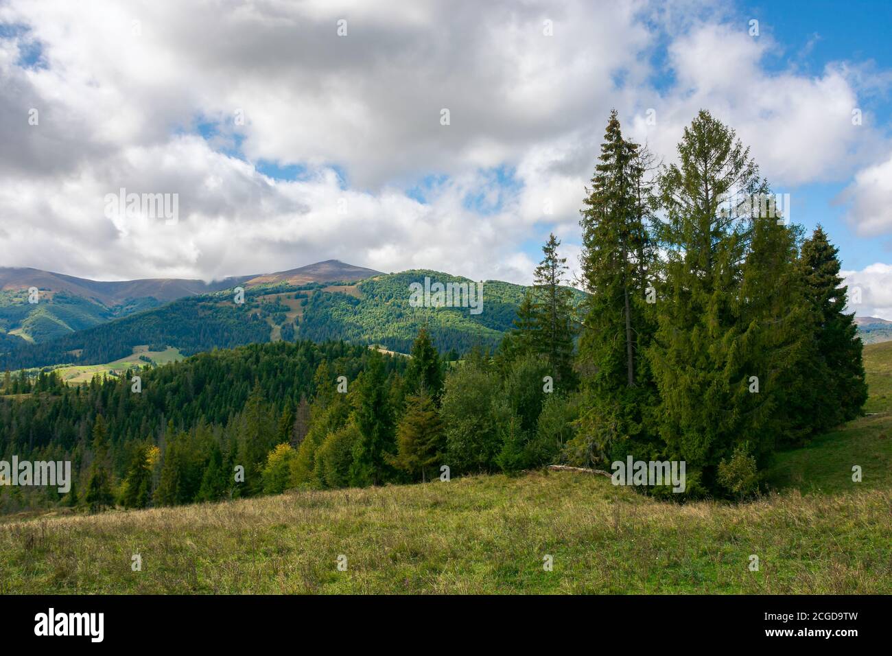 spruce forest on the meadow in mountains. autumn weather with clouds on ...