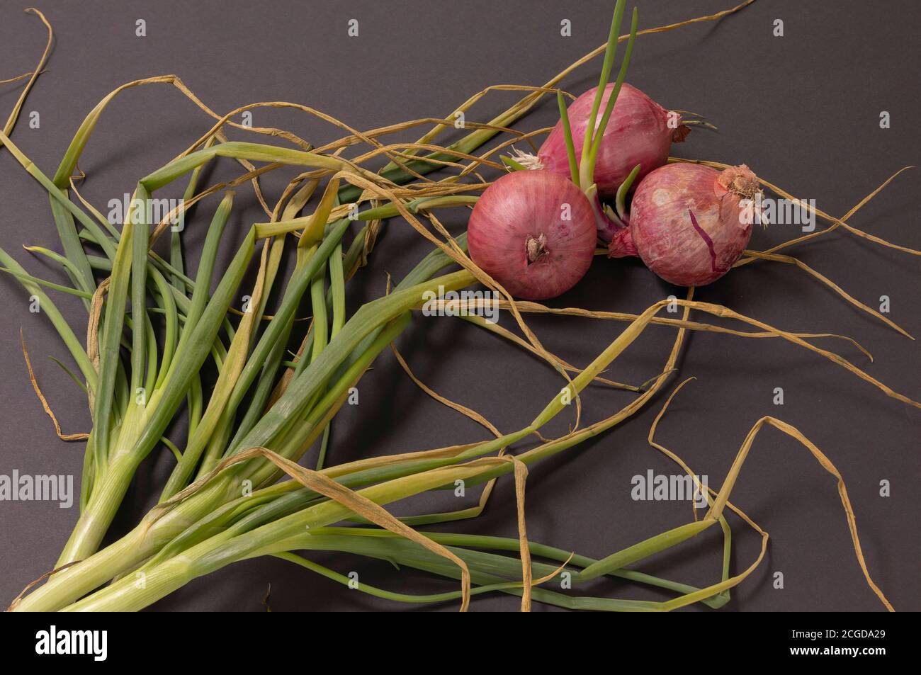 Onions and scallions still life. Scallions, spring onion or green onion. Red onion. Low key photography. Stock Photo