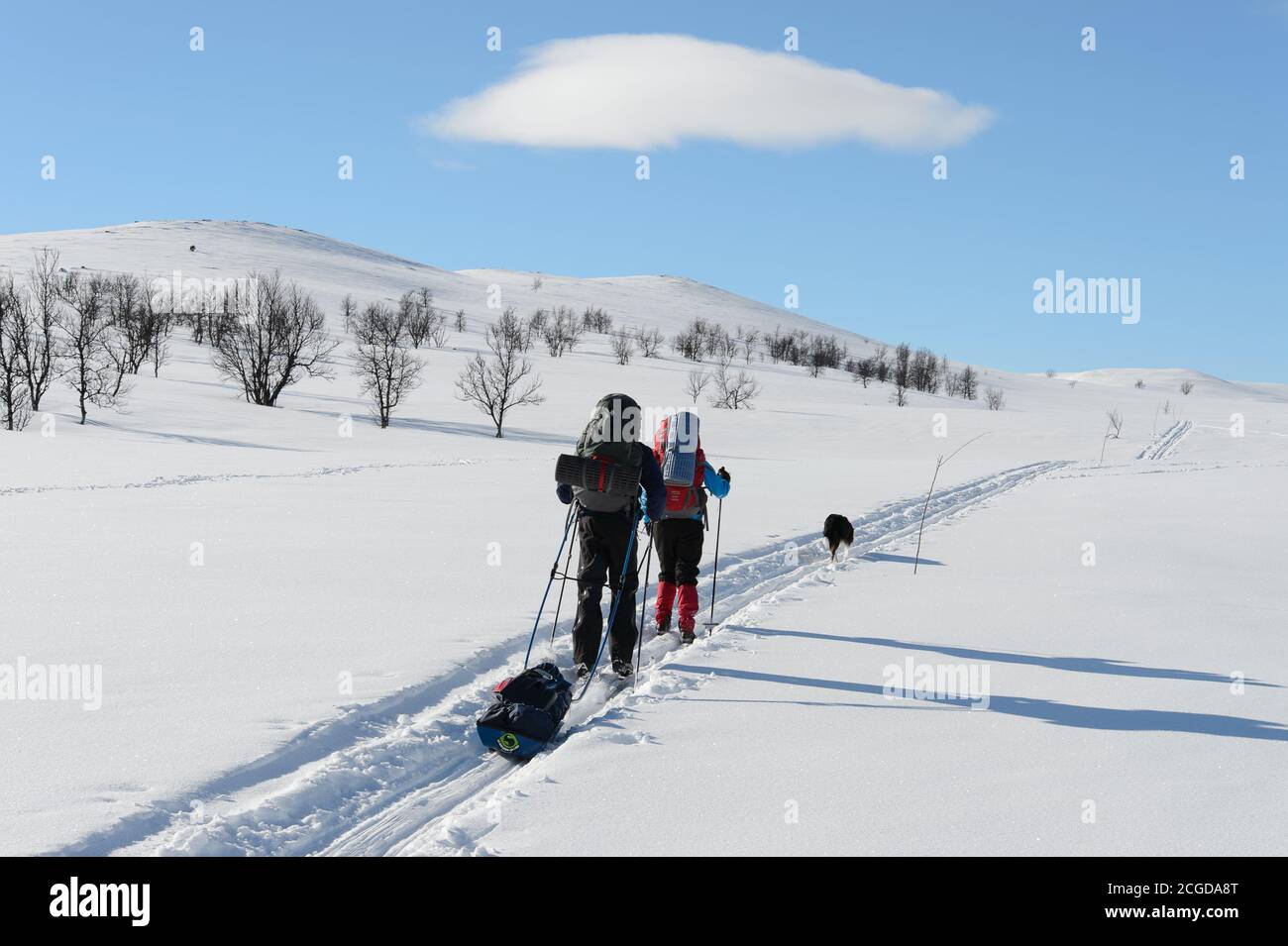 Young couple with dog skiing in Norwegian Jotunheimen mountains in wintertime, with backpacs and sled Stock Photo