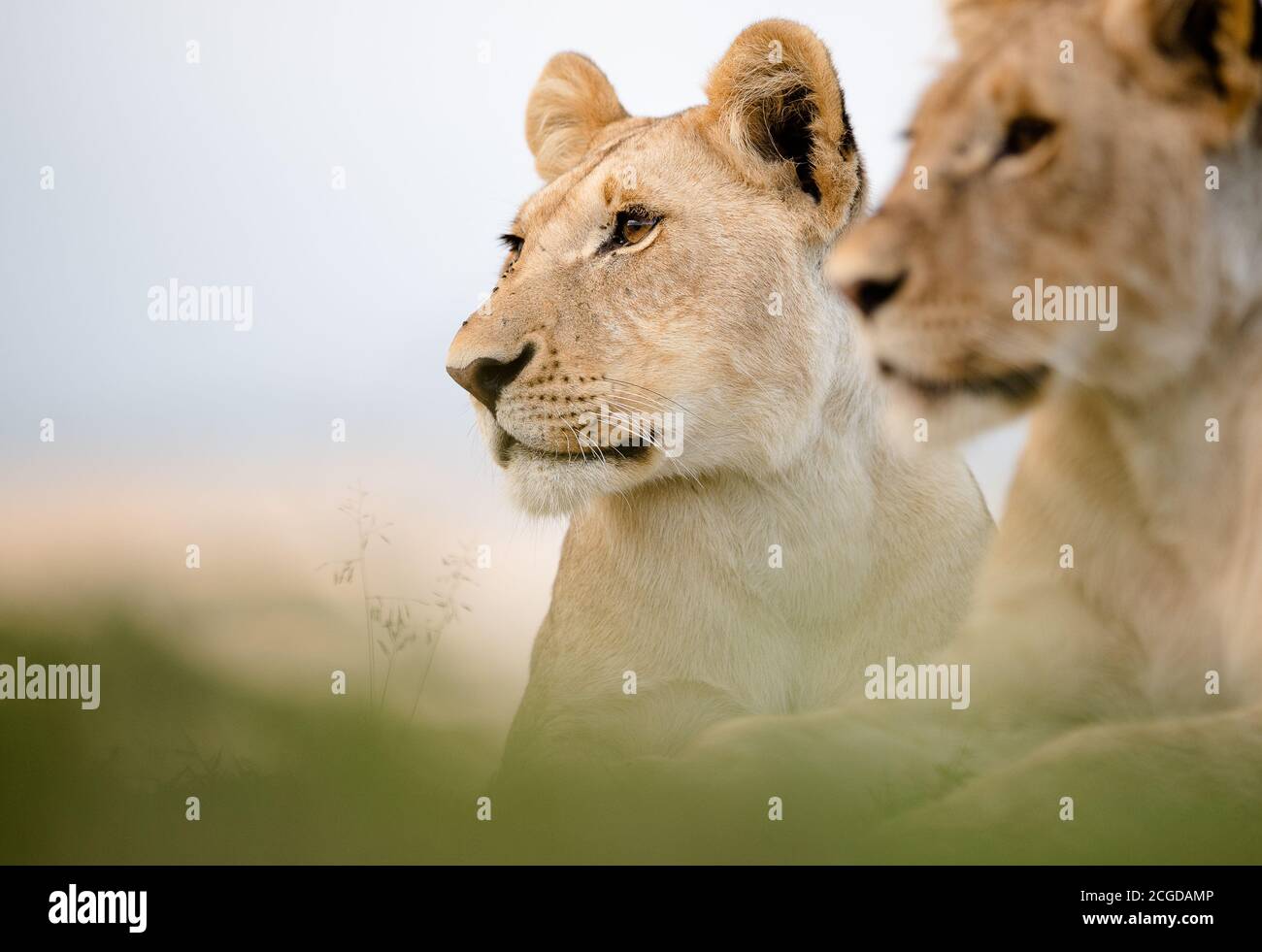 Two african lions close up, Masai Mara, Kenya Stock Photo