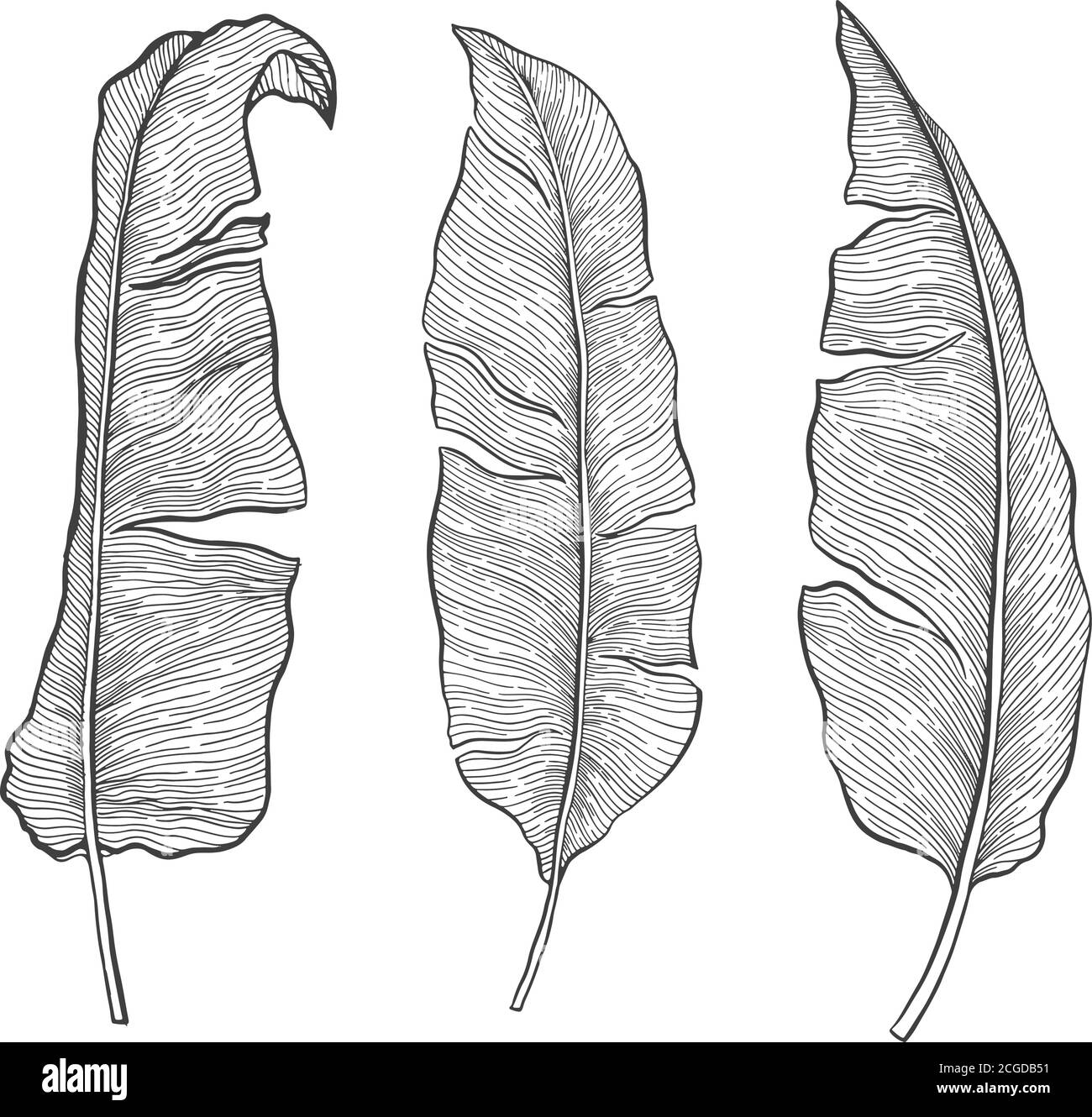 Tropical plant nature banana leaf set.Line art hand drawn set Stock ...