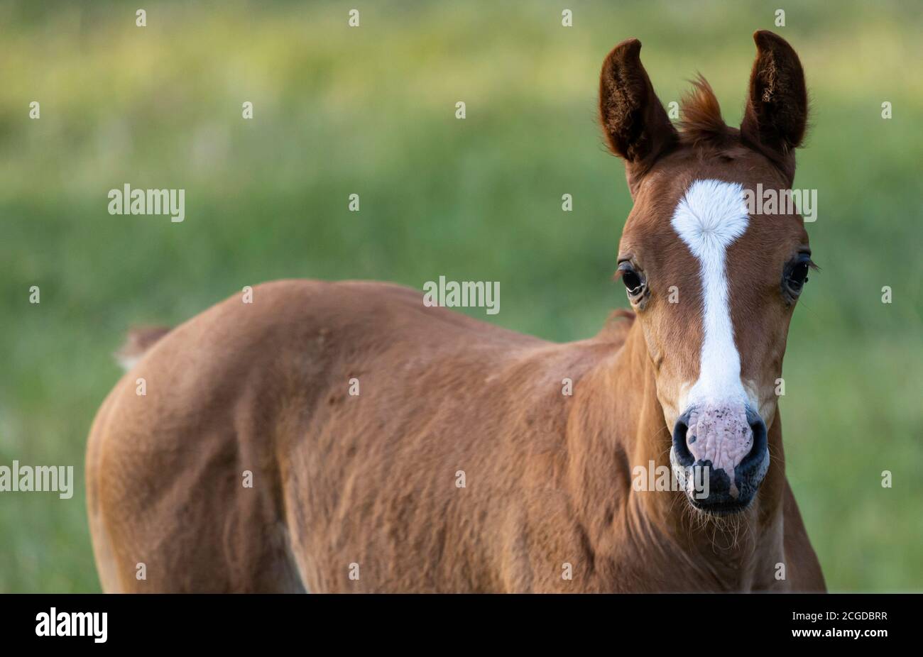 Bay Horse With A White Blaze Hi res Stock Photography And Images Alamy bay-horse-with-a-white-blaze-hi-res-stock-photography-and-images-alamy