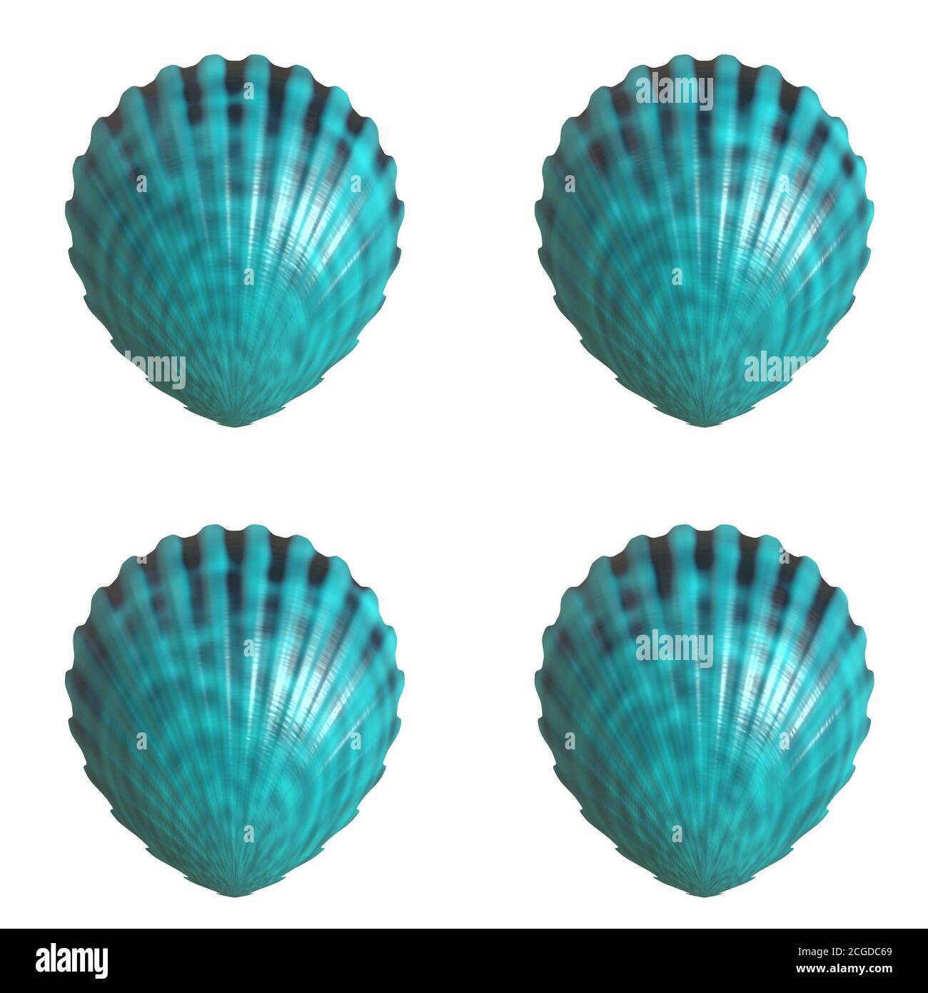 sea shell shellfish Stock Photo