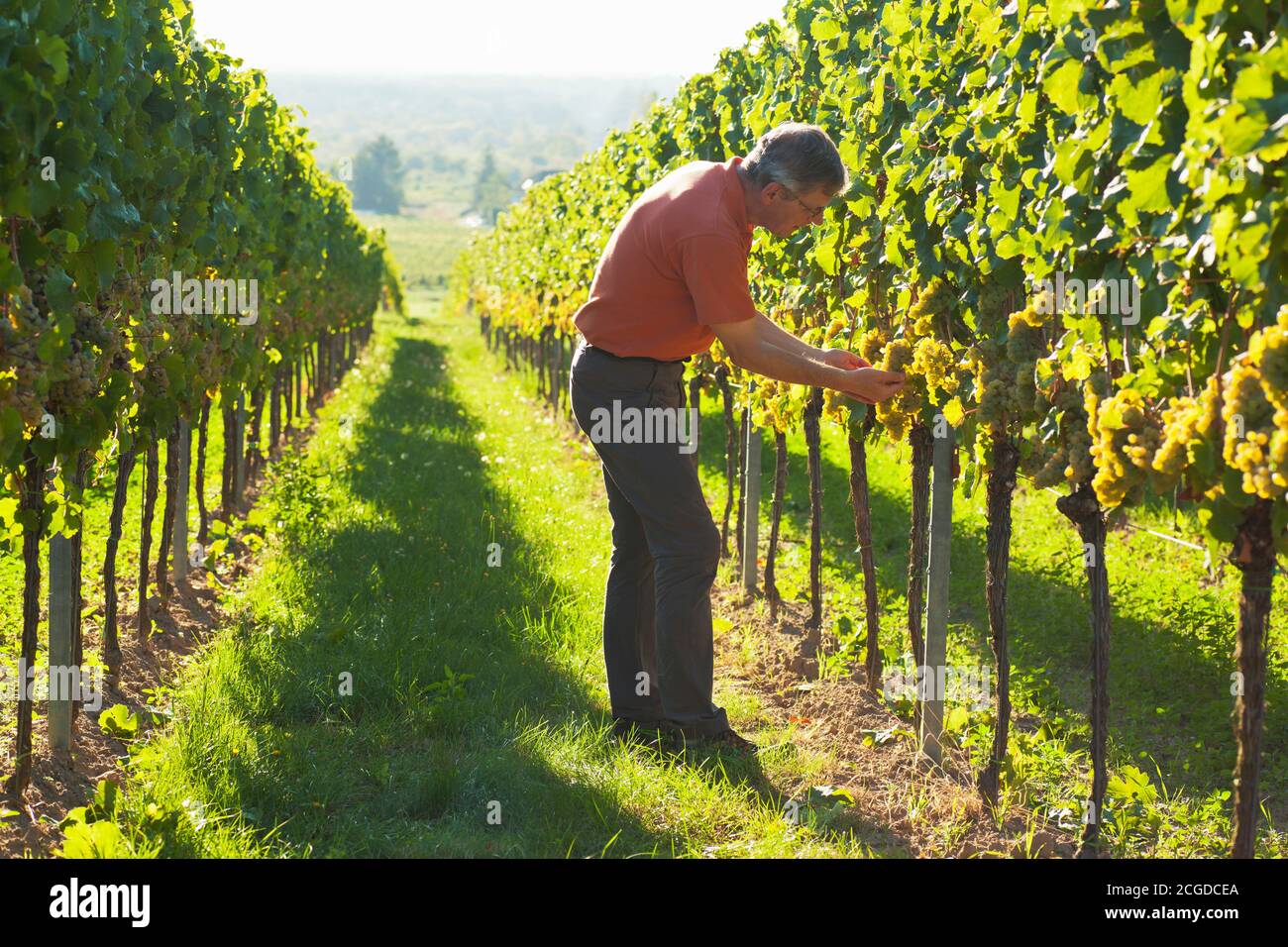 Winegrower controlling the quality of the grapes in a vineyard - focus on the man Stock Photo