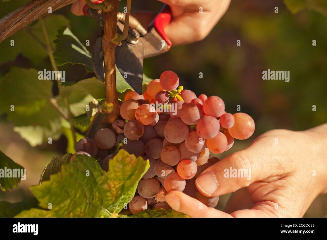 Male hands picking ripe grapes in a vineyard - focus on the grapes Stock Photo