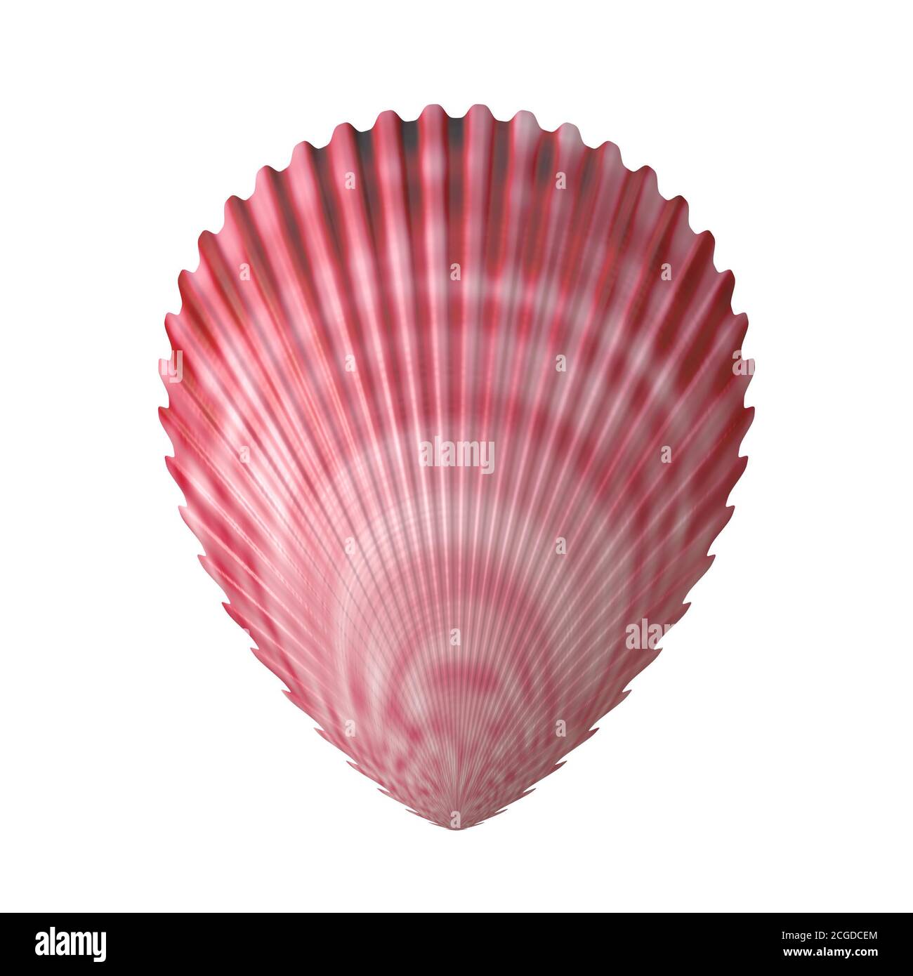 sea shell shellfish Stock Photo Alamy