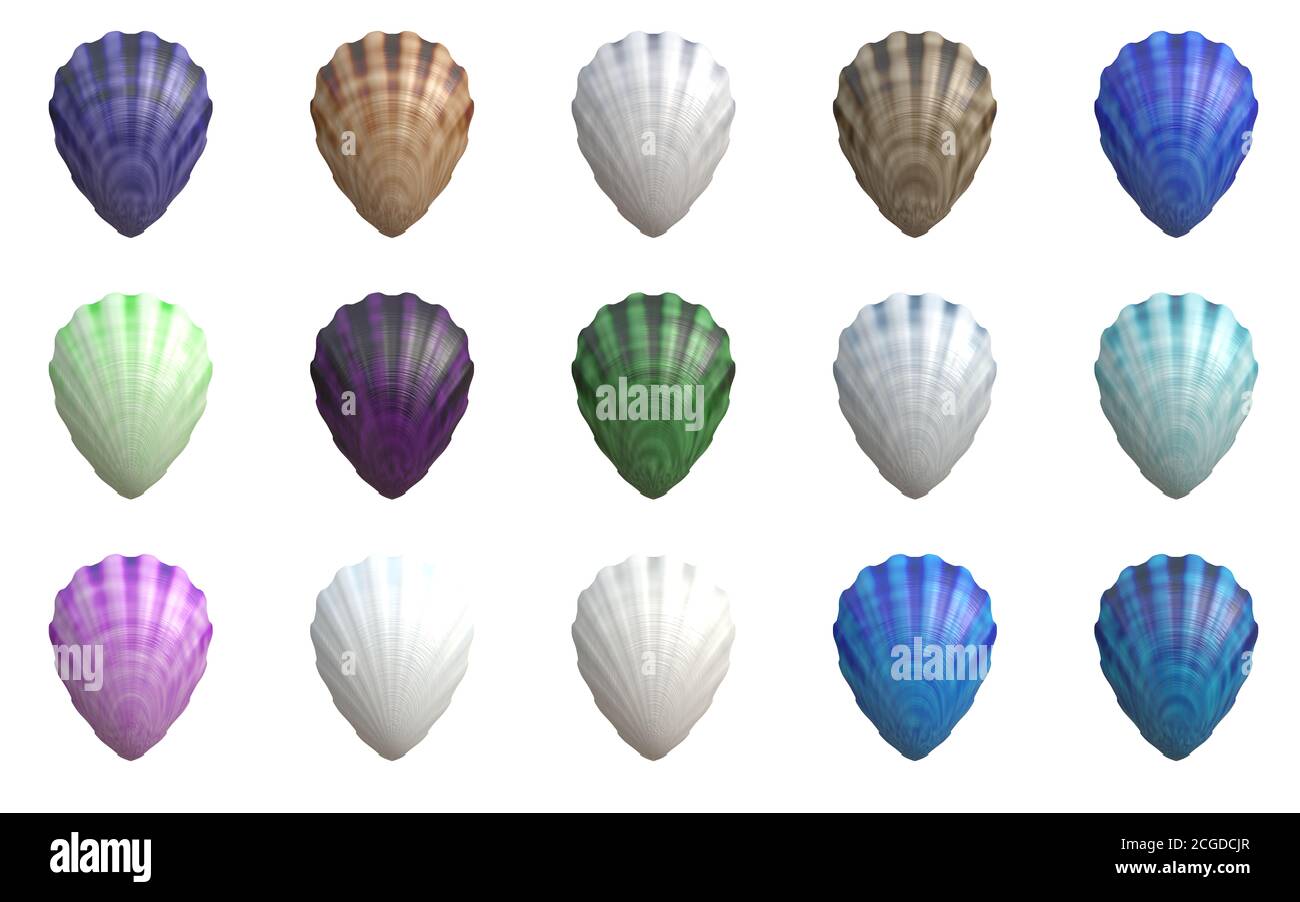sea shell shellfish Stock Photo