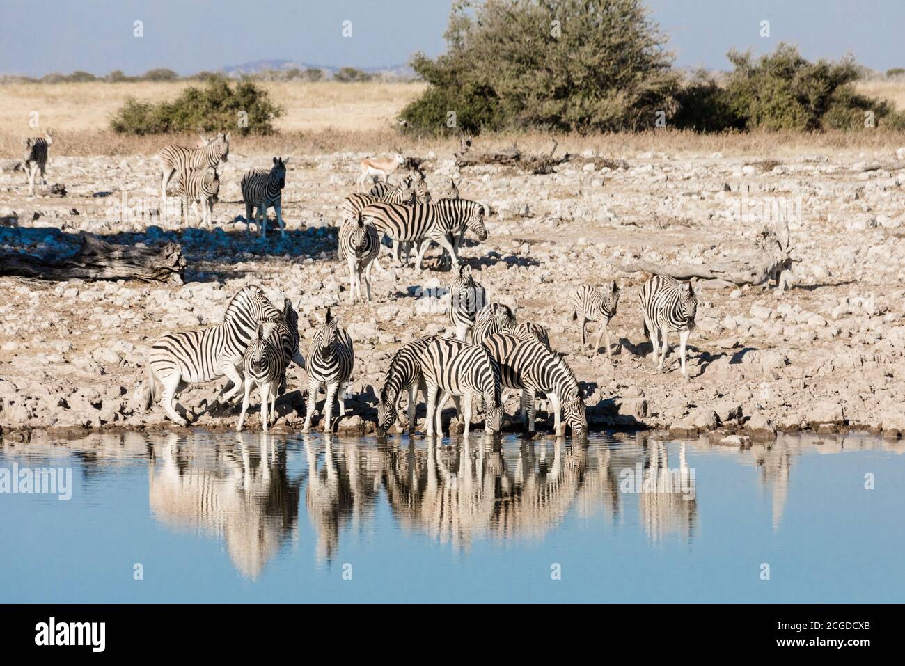 Group of zebras hi-res stock photography and images - Alamy