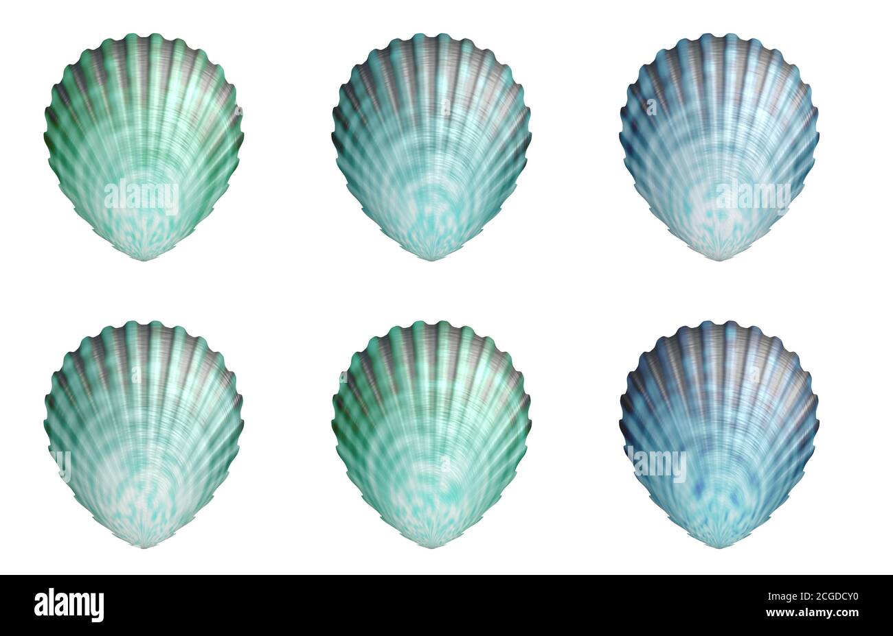 sea shell shellfish Stock Photo