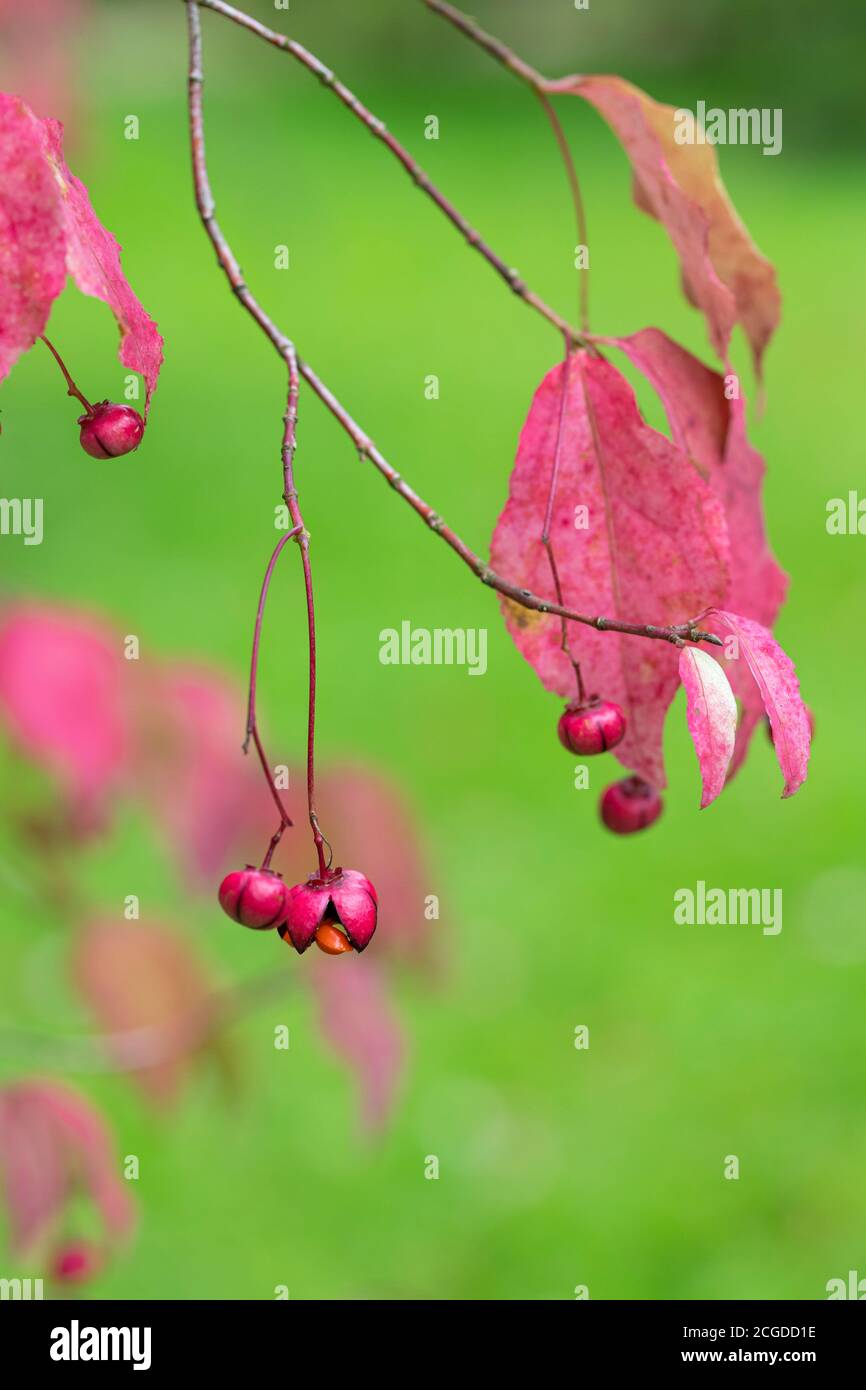 Close up of the red  pink leaves and fruit of Euonymus oxyphyllus - Korean spindle tree. England, UK Stock Photo