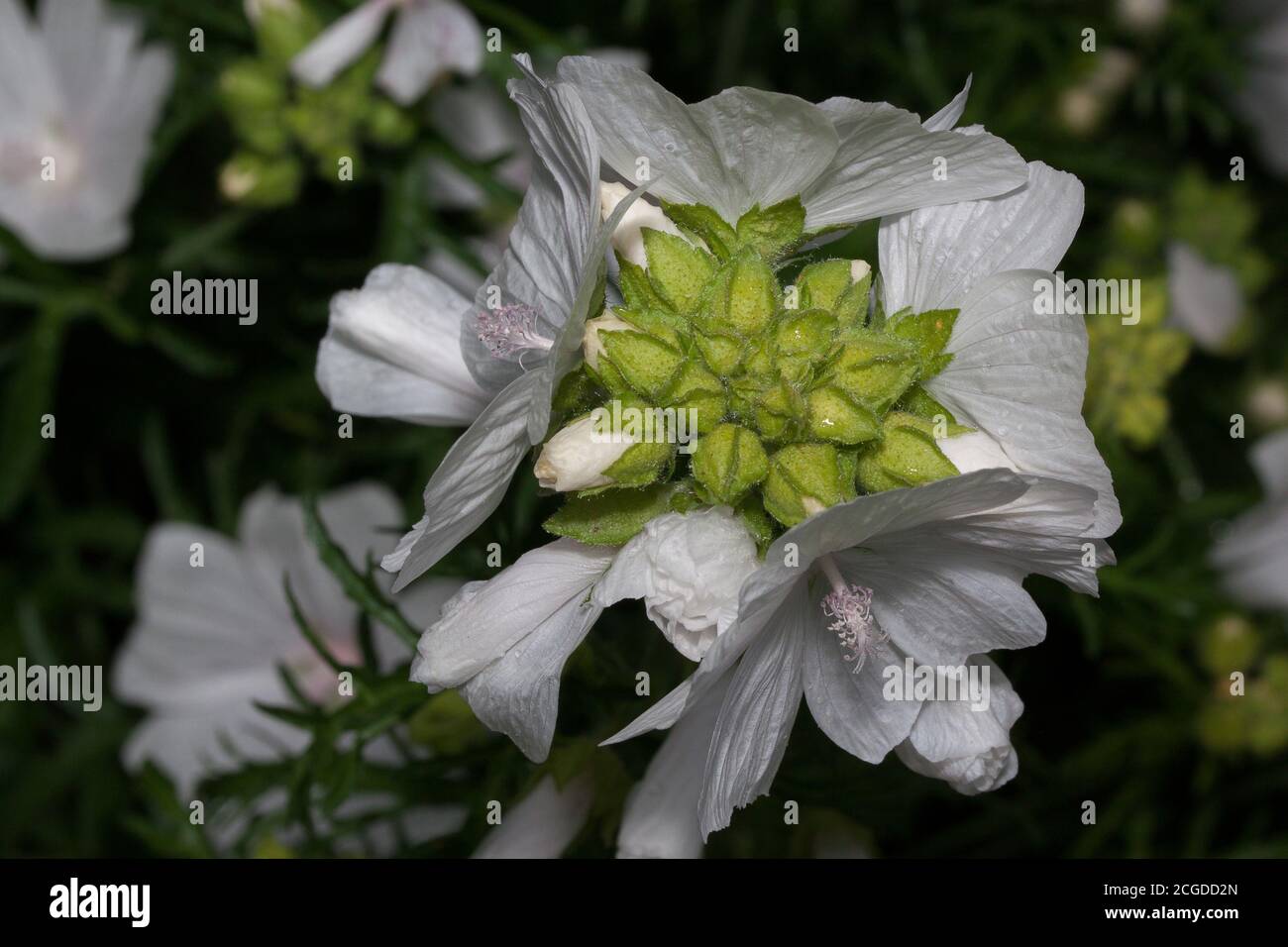 Beautiful musk mallow is growing on a green meadow. Live nature. Summer morning. Stock Photo