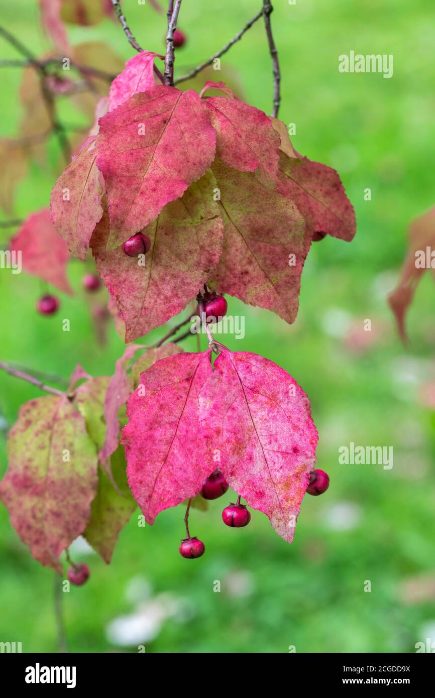 Close up of the red  pink leaves and fruit of Euonymus oxyphyllus - Korean spindle tree. England, UK Stock Photo