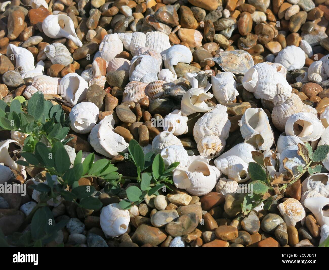 White whelks & seashells nestle among the pebbles and beach pea plants on a shingle bank; Shingle Street, Suffolk Stock Photo