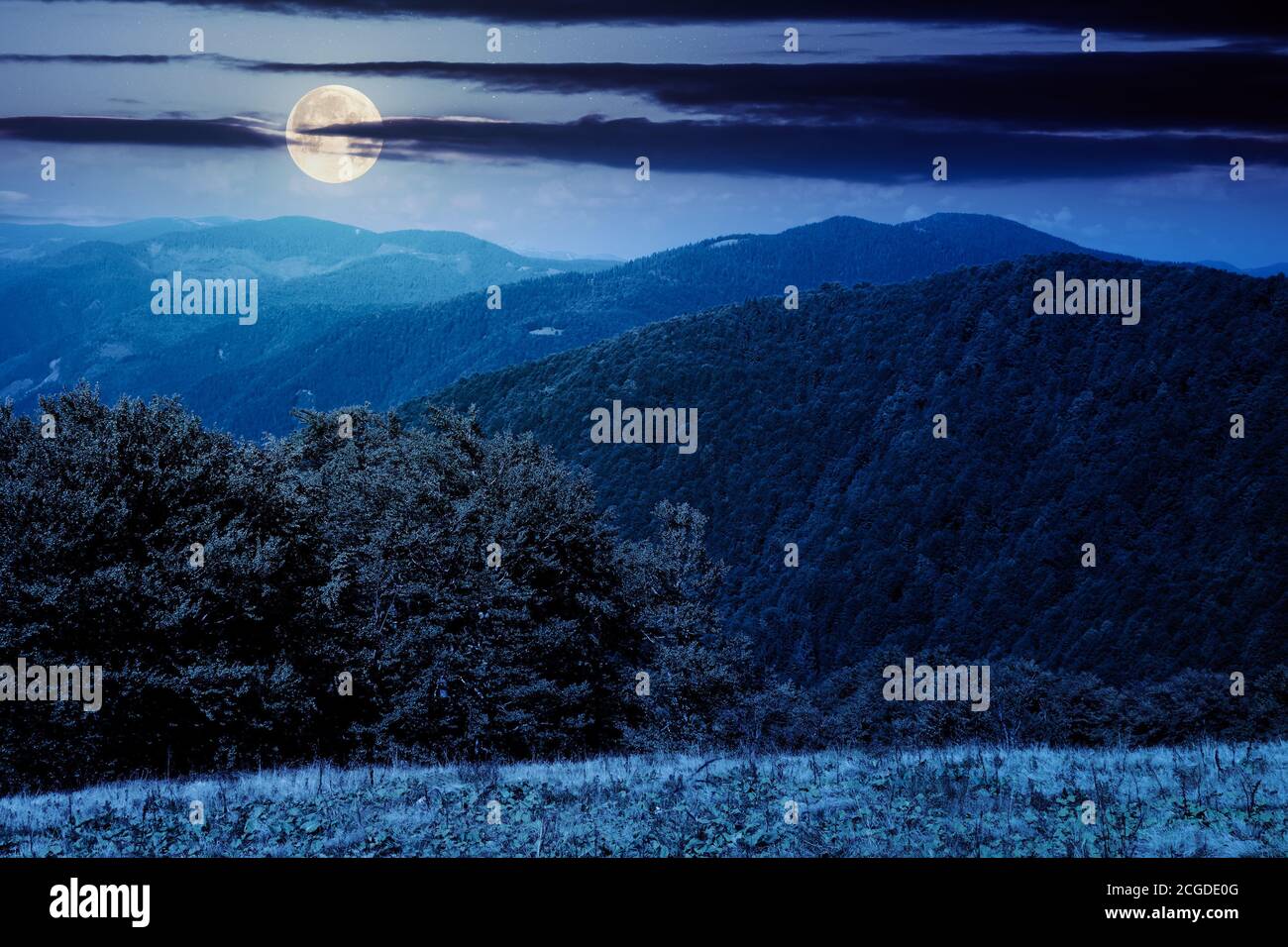 mountain landscape at night. trees on the meadow in dry grass in full moon light. ridge in the distance. beech forest on the hills. clouds on the sky Stock Photo
