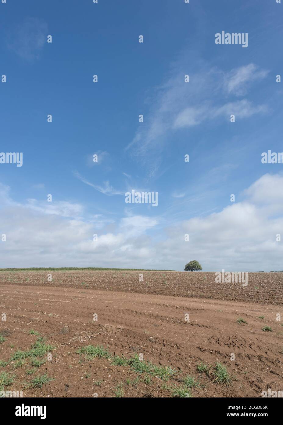Field of potato stalk stubble after harvesting. For UK agriculture and farming, summer blue skies, every cloud has a silver lining, cloud computing. Stock Photo
