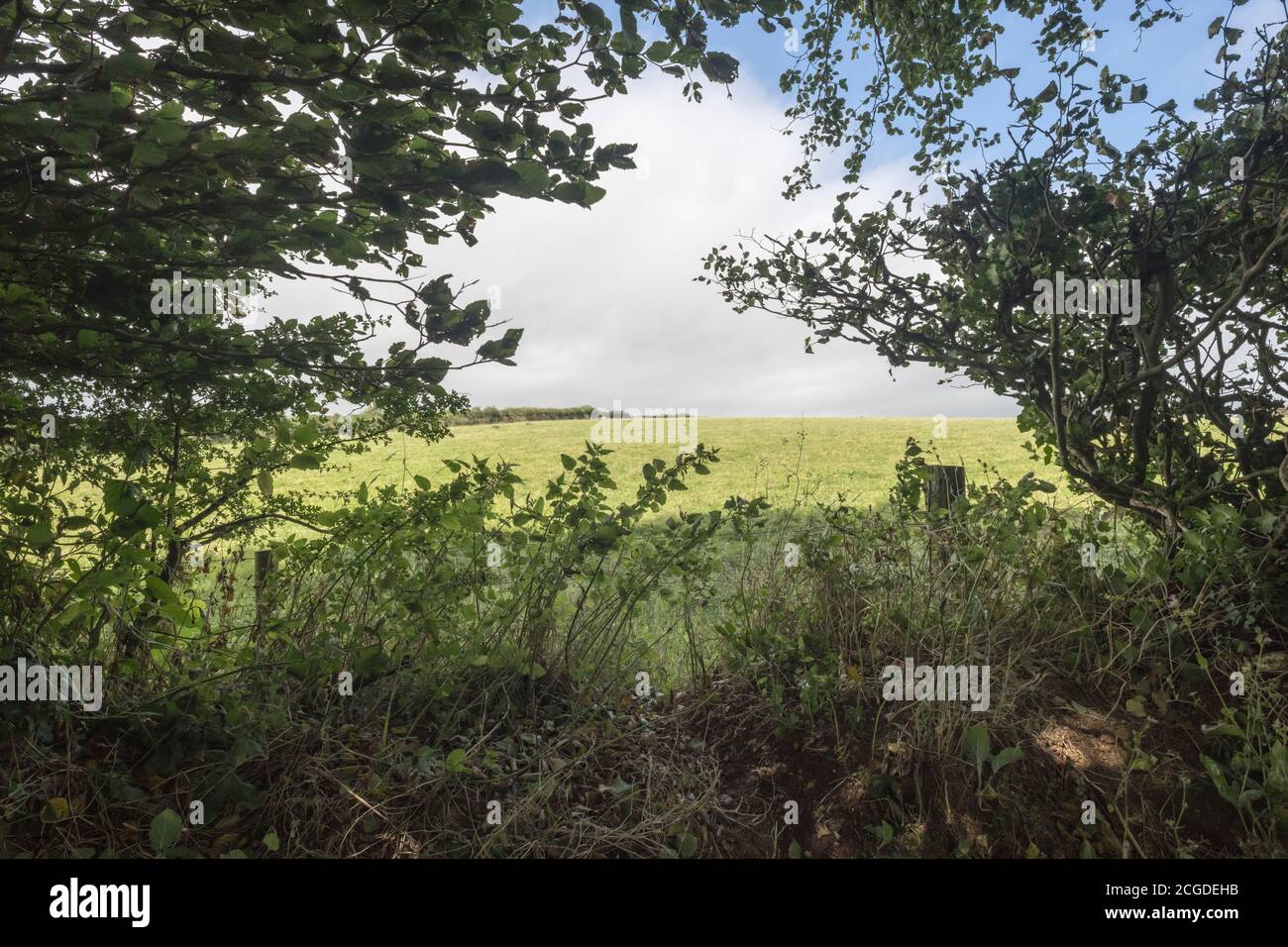 Distant sunlit hillside UK field seen through gap in the hedgerow. FOCUS on front foliage. UK farming & agriculture, sunshine in UK, sunny fields UK. Stock Photo