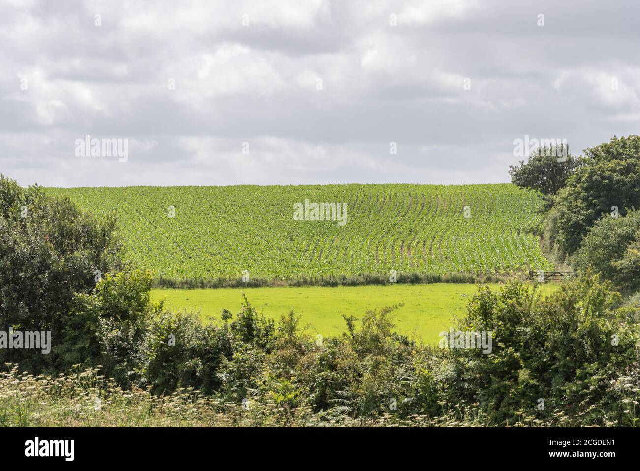 Long shot of distant field of hilled potatoes set against moody dark sky. For UK spud growers, potato production UK, UK agriculture and farming, Stock Photo