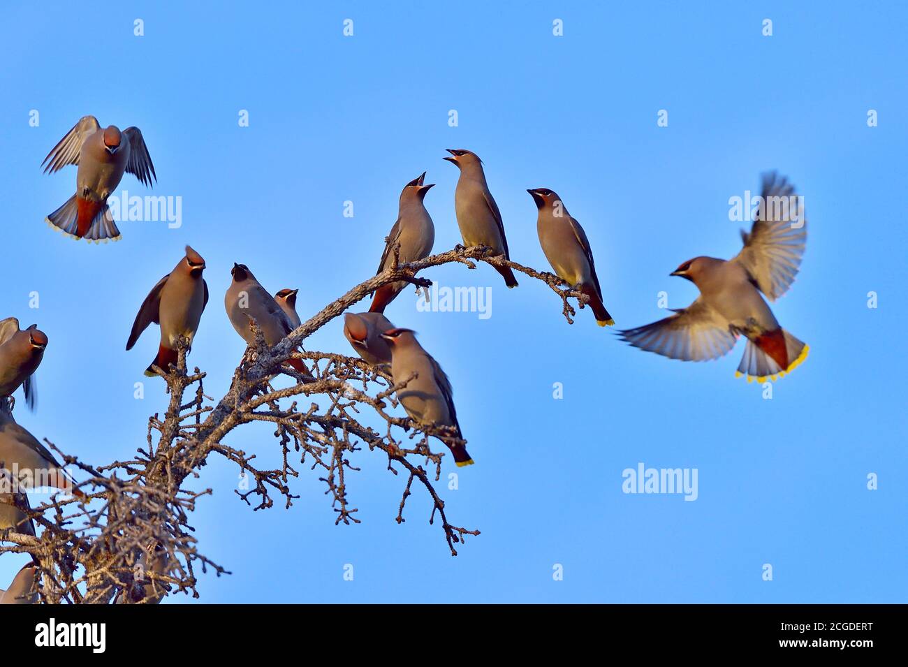 A flock of Bohemian waxwing birds landing on a dead tree against a blue sky background Stock Photo