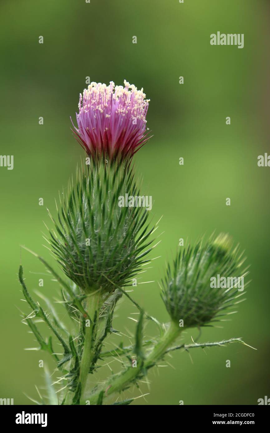 Carduus pycnocephalus, with common names including Italian thistle, Italian plumeless thistle, and Plymouth thistle,[1] is a species of thistle. It is Stock Photo