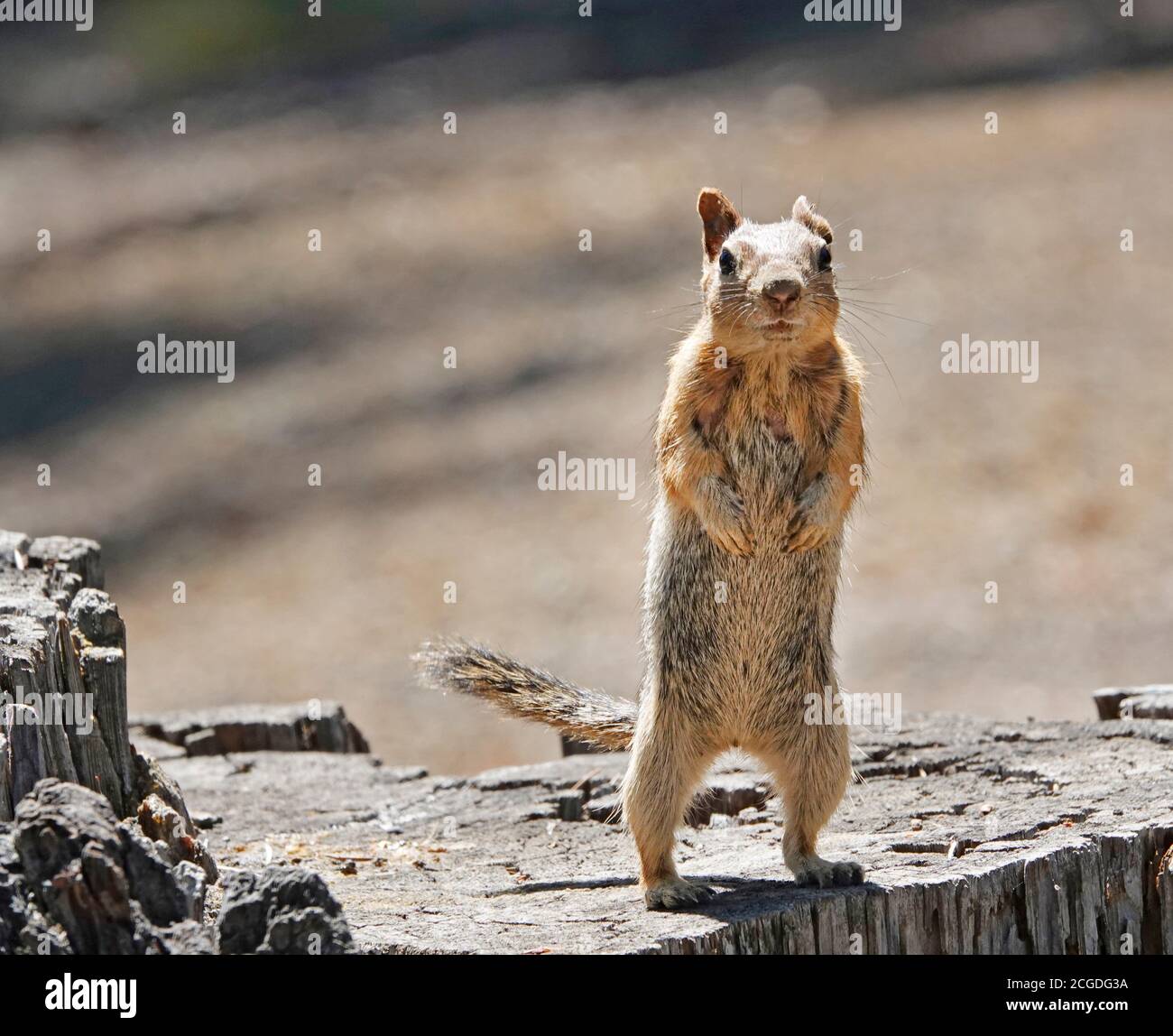 Portrait of a Golden Mantle Ground Squirrel, Callospermophilus lateralis, hunting for food in the Deschutes National Forest, central Oregon. Stock Photo