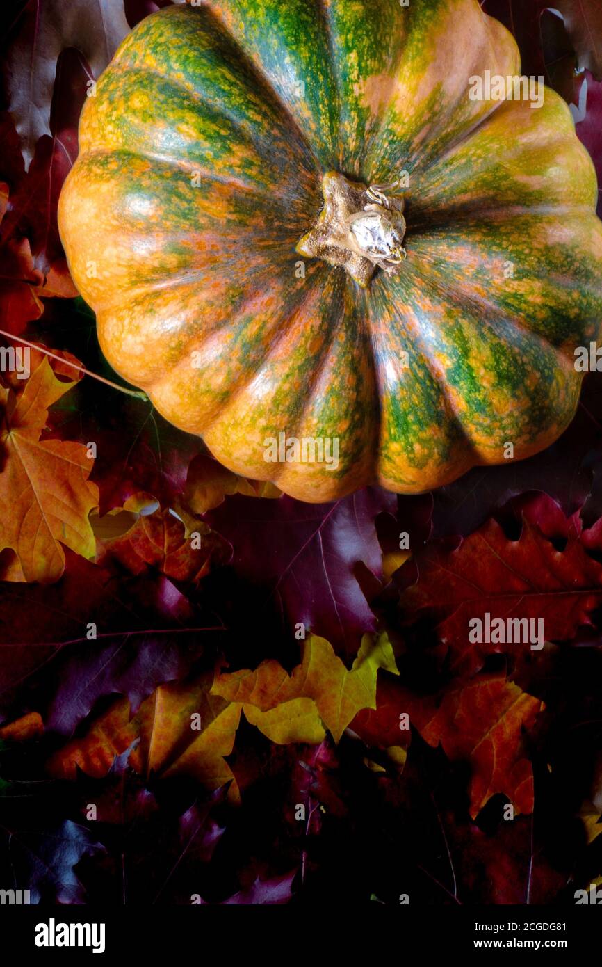 The autumn harvest of pumpkin lies on the colorful autumn leaves Stock ...