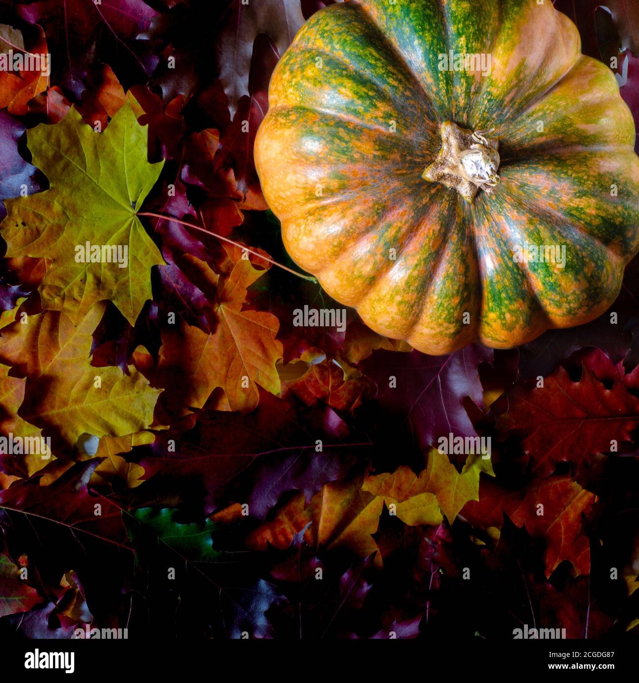 The autumn harvest of pumpkin lies on the colorful autumn leaves Stock ...