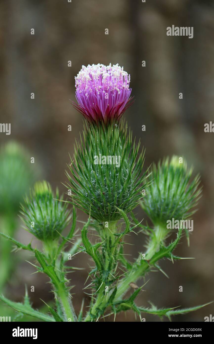 Carduus pycnocephalus, with common names including Italian thistle, Italian plumeless thistle, and Plymouth thistle,[1] is a species of thistle. It is Stock Photo