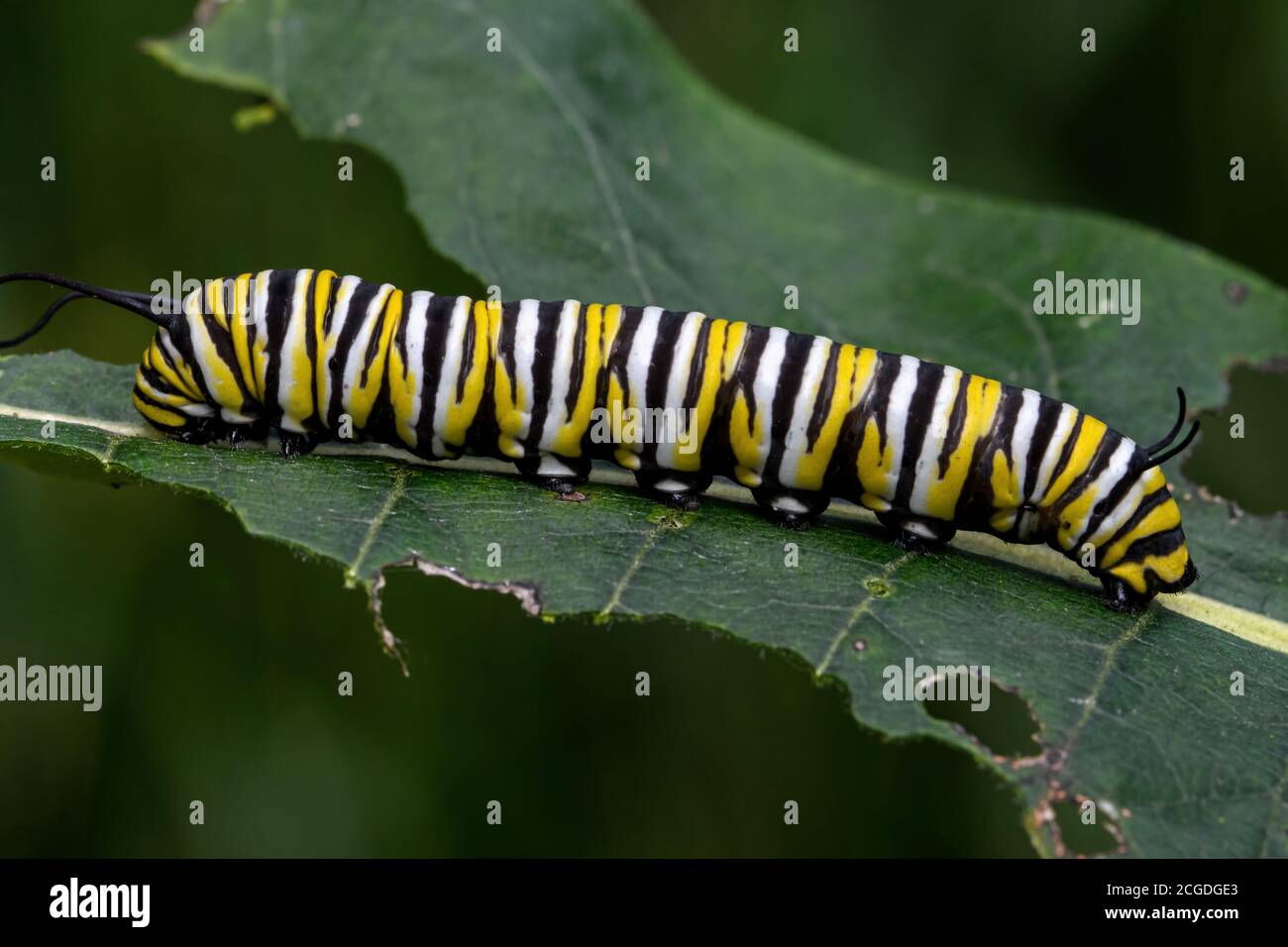 Monarch butterfly caterpillar on milkweed leaf. It is a milkweed butterfly in the family Nymphalidae and is threatened by habitat loss in the USA. Stock Photo