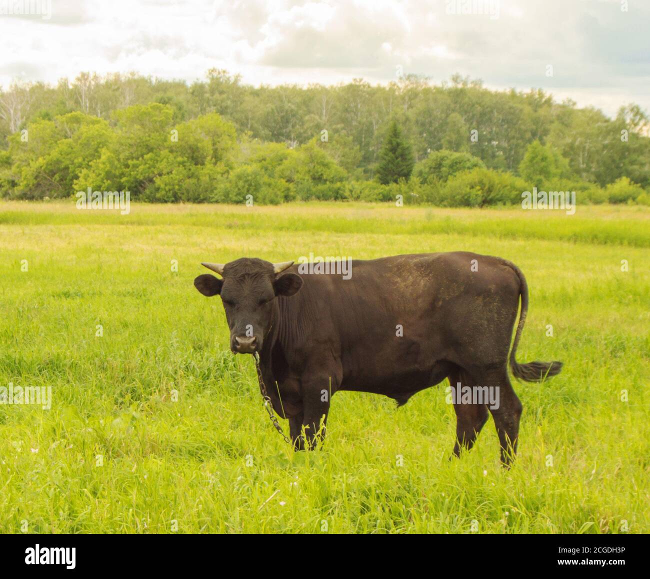Young black bull grazing on a green meadow, summer before a ...