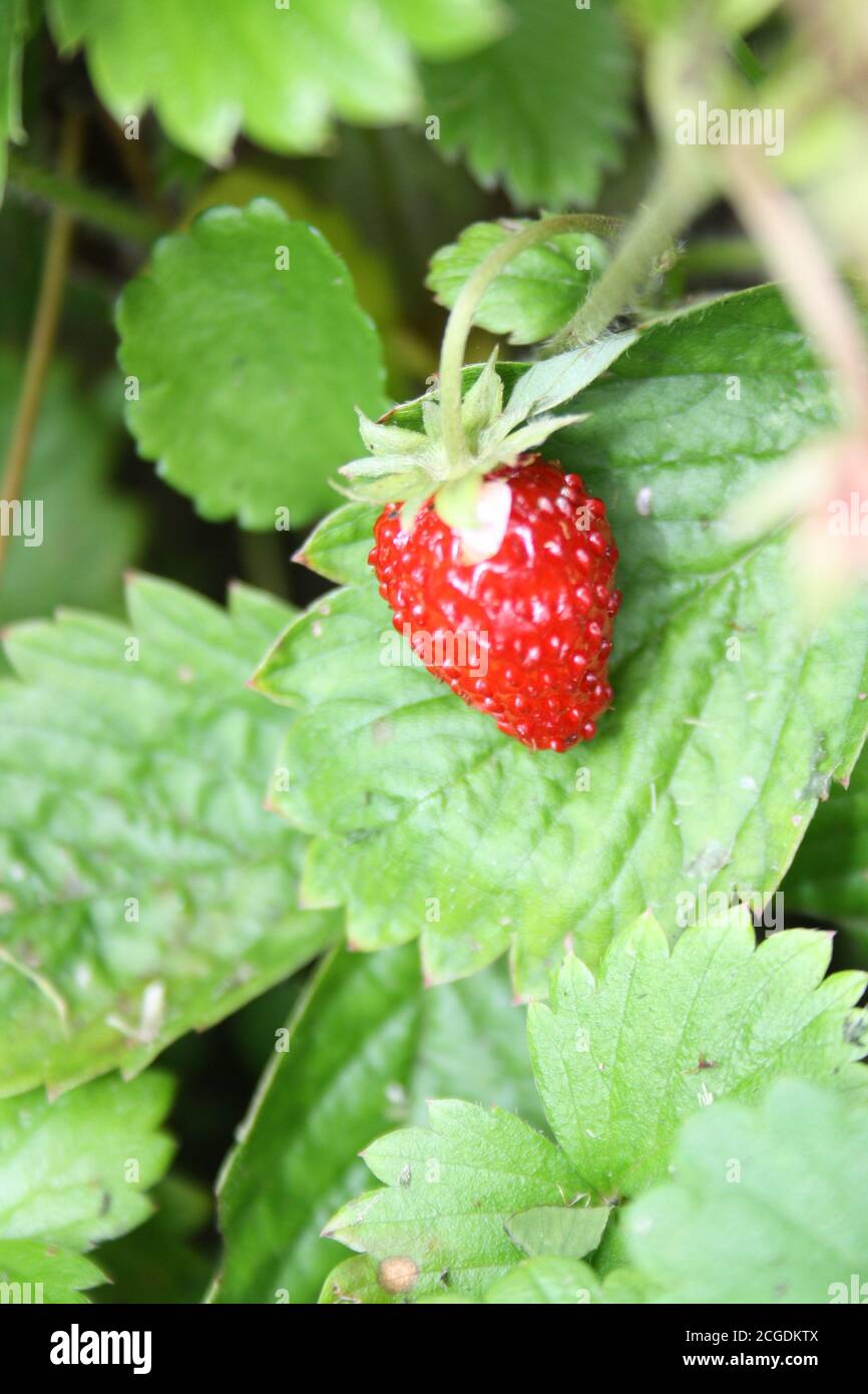 strawberry growing on a branch close up Stock Photo - Alamy