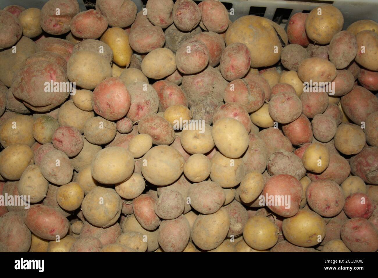 Close up of lots of potatoes Stock Photo - Alamy