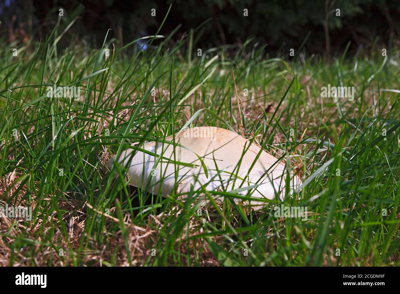 Large mushroom growing in field Stock Photo