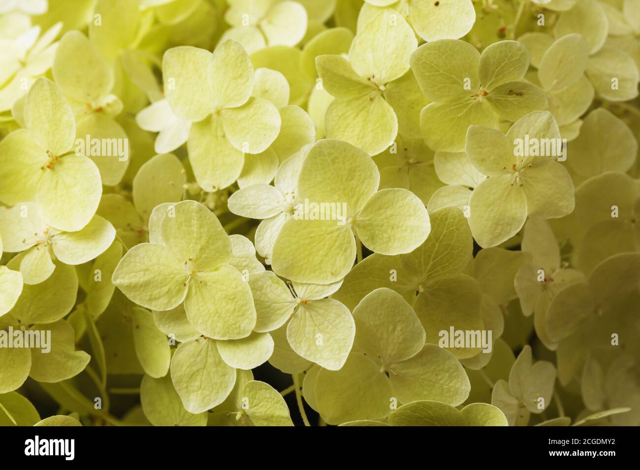 Background of blooming perennial phlox, top view Stock Photo - Alamy
