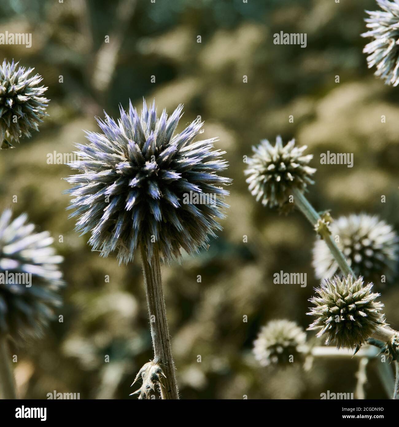 Globe thistle, Echinops ritro, is a plant from aster family. Stock Photo