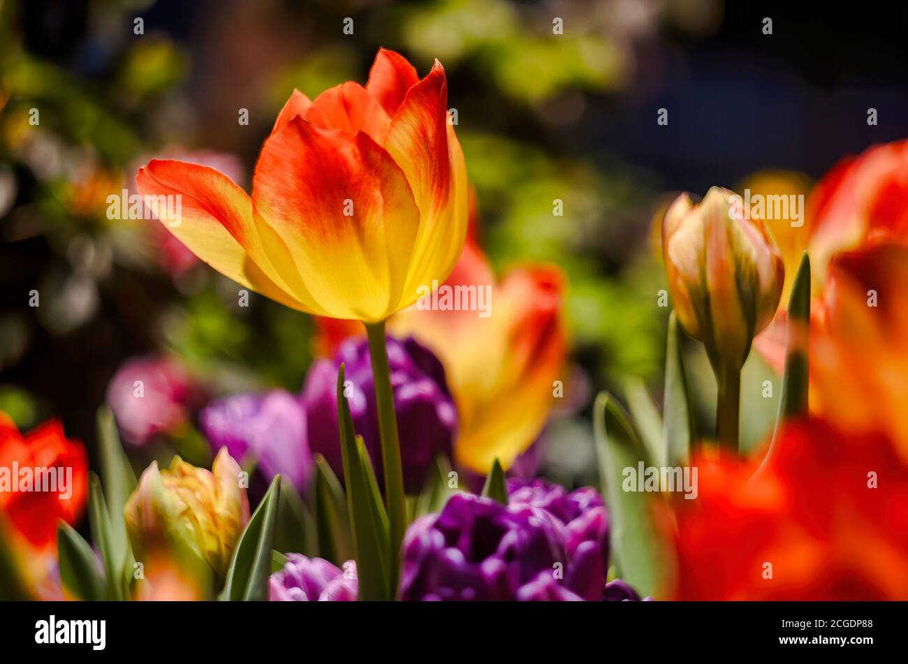 Amercian Dream tulip is blooming in spring  Stock Photo