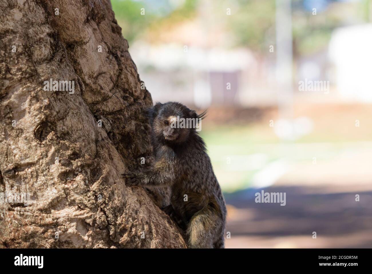 Callithrix - Very Common marmoset species in Brazil named 