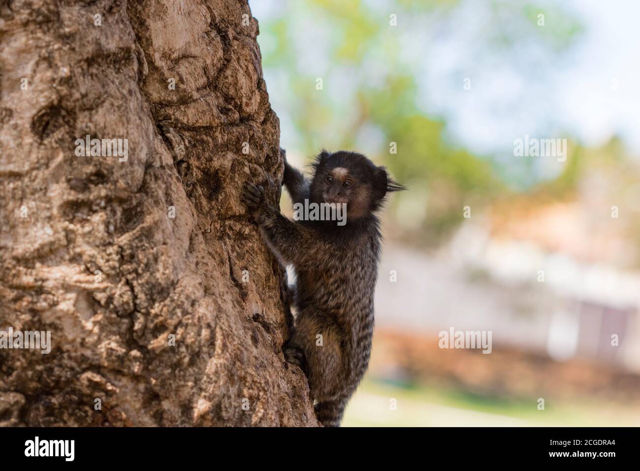 Callithrix - Very Common marmoset species in Brazil named 