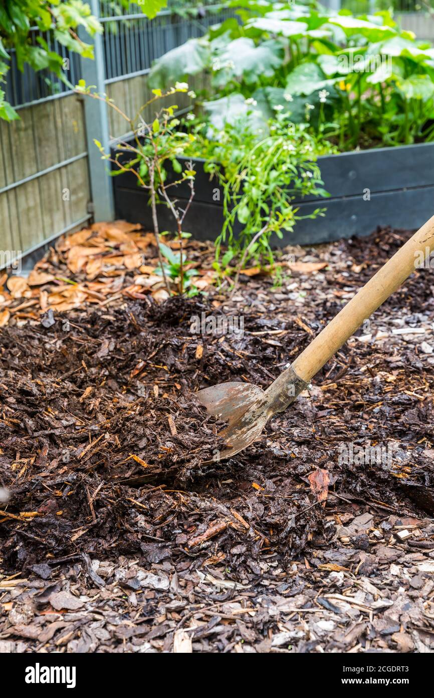 Mulching the soil with bark mulch. Gardening concept protection