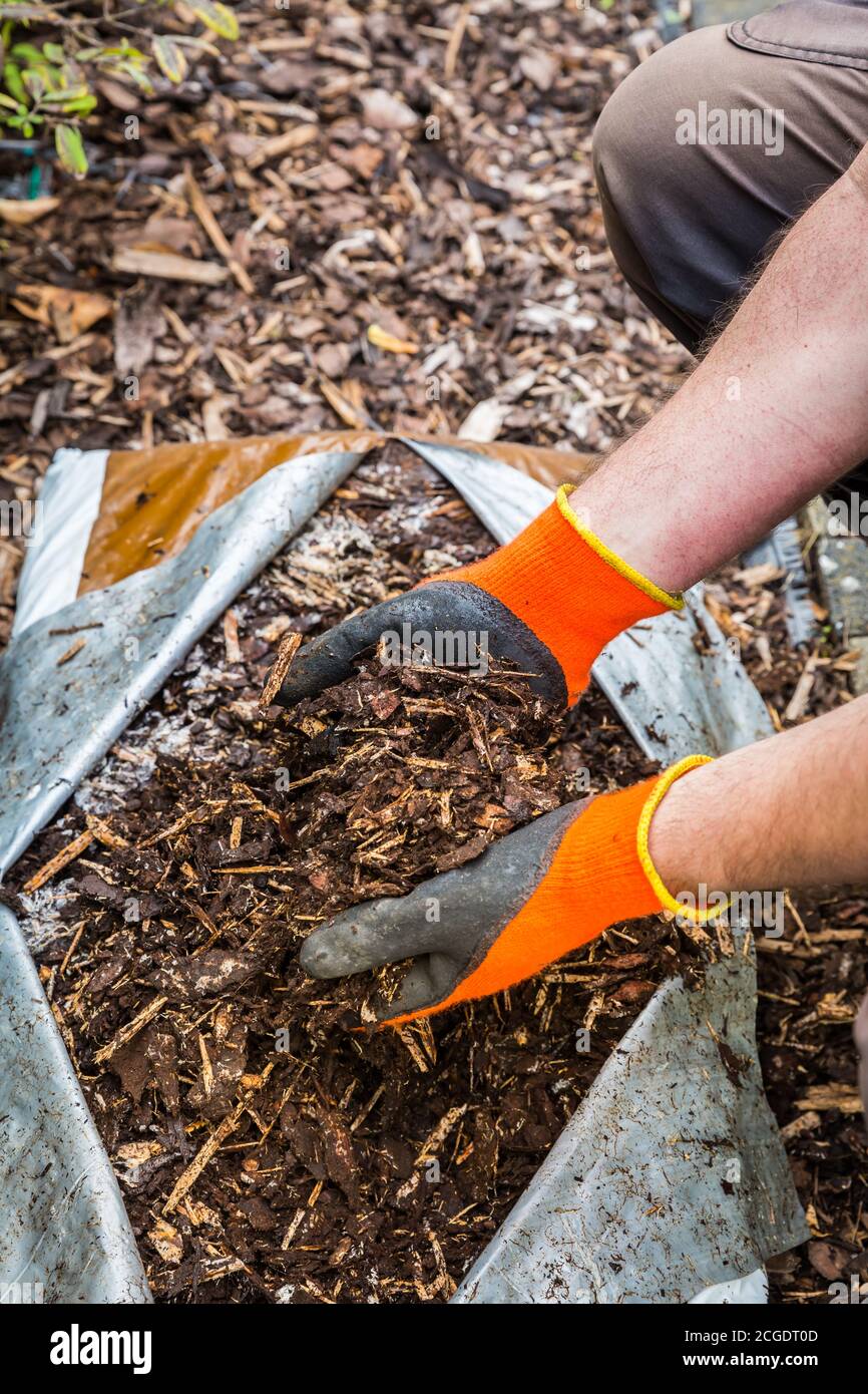 Hand in gloves holding bark mulch. Gardening concept protection