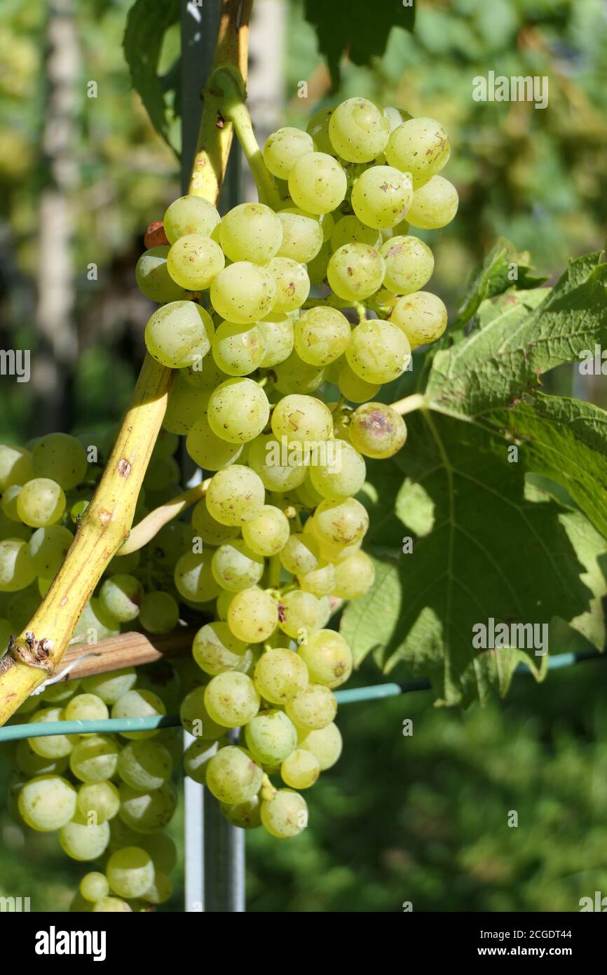 Organic wine plantation and a hanging grape with sweet and healthy fruits Stock Photo