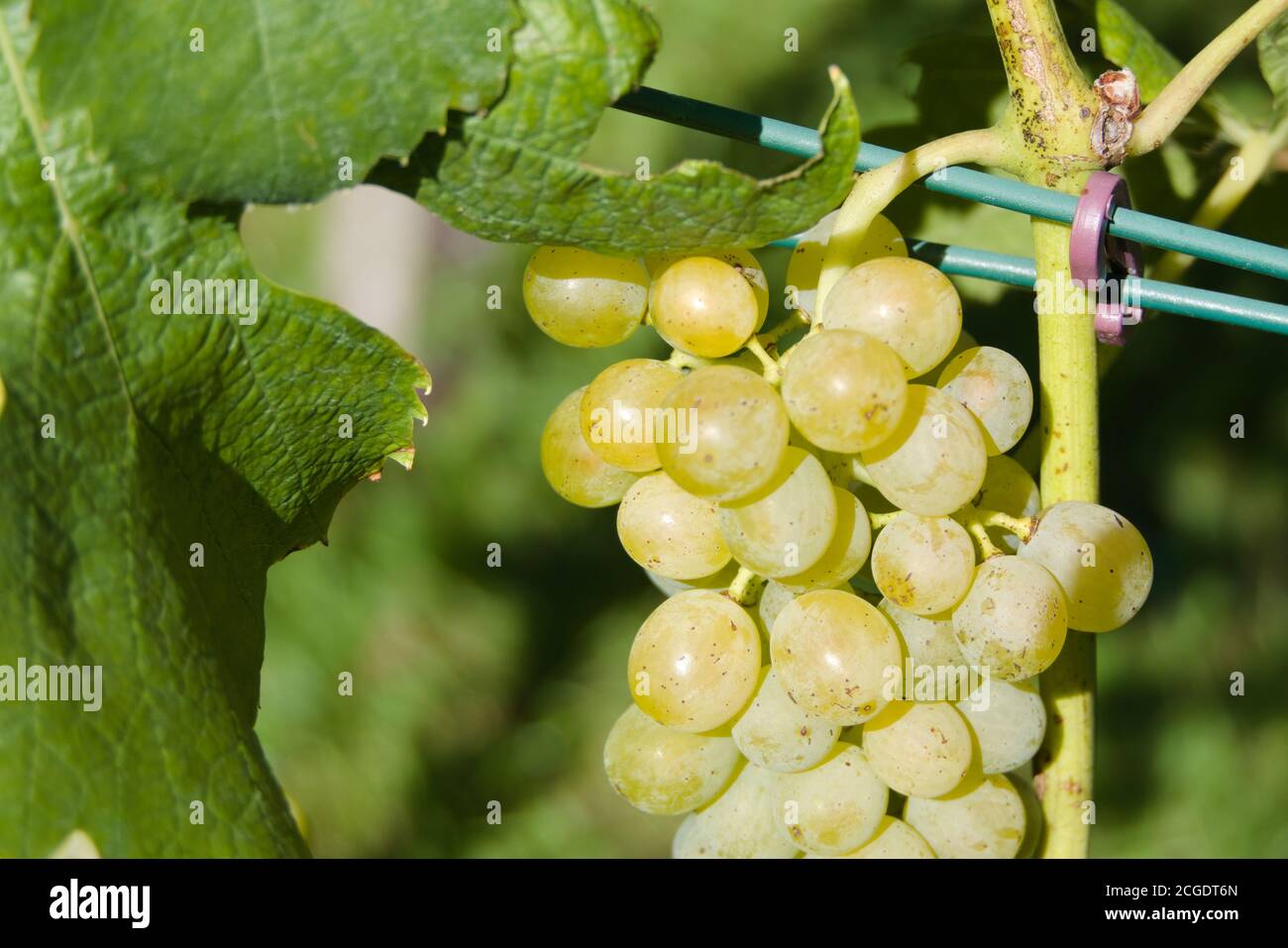 The sun shines on a vine leaf and a grape of delicious ripe fruits on the grapevine Stock Photo