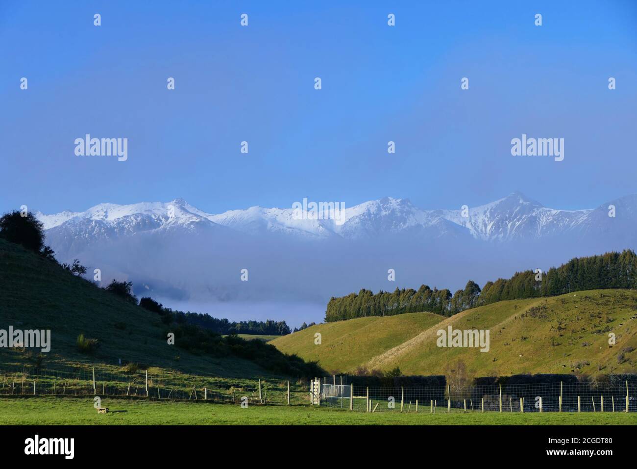 Spectacular view of the New Zealand snowy Alps behind the sheep pastures in the Canterbury region Stock Photo