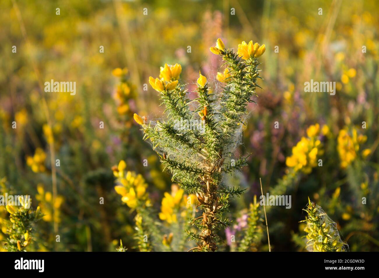 Gorse yellow flower plant Stock Photo
