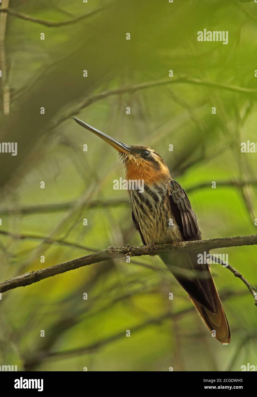 Saw-billed Hermit (Ramphodon naevius) adult male perched on twig   REGUA, Atlantic Rainforest, Brazil         July Stock Photo