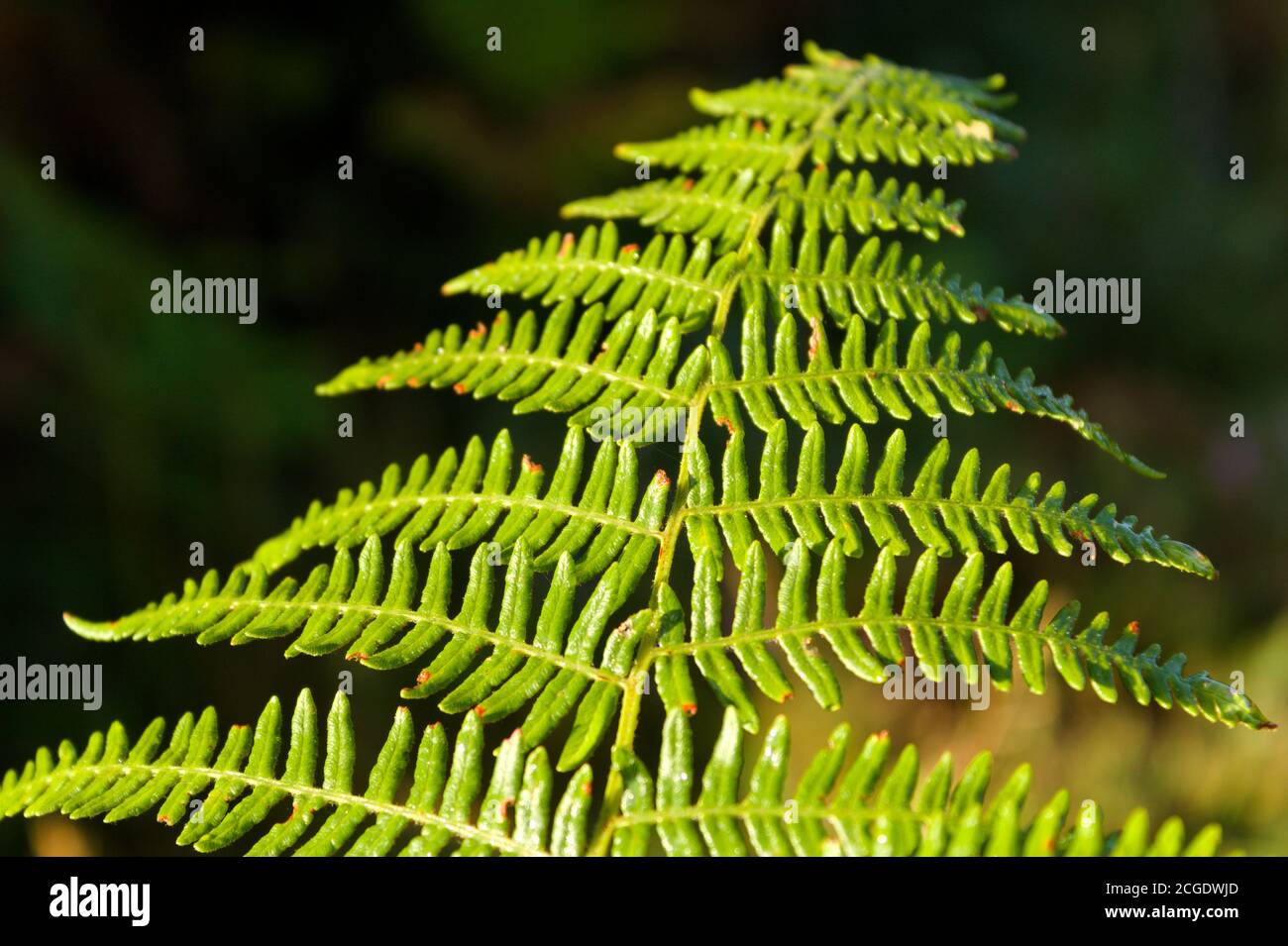 Closeup Fern High Resolution Stock Photography and Images - Alamy