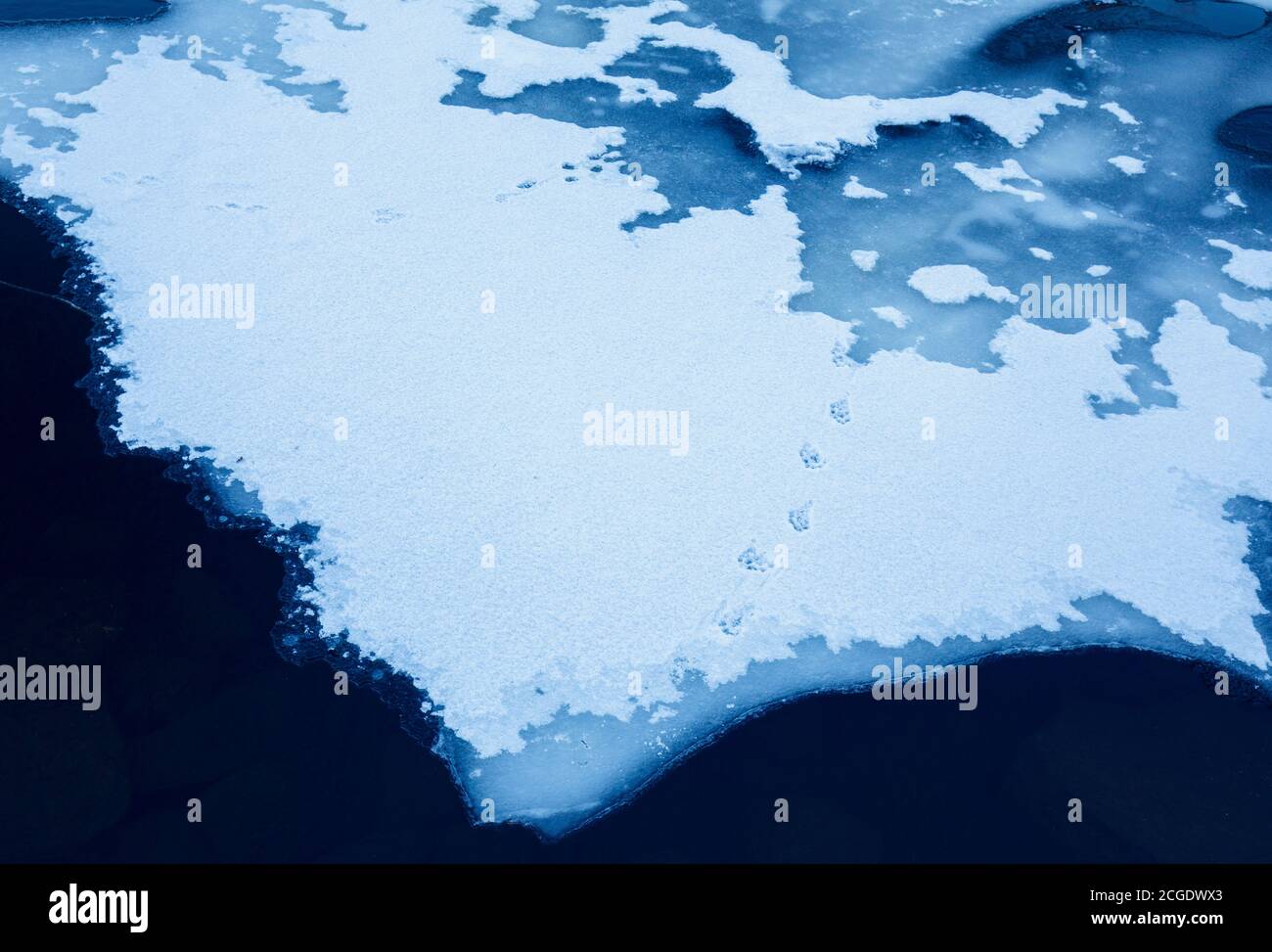 Animal tracks on snow on an ice sheet on a little creek at Winter , Finland Stock Photo