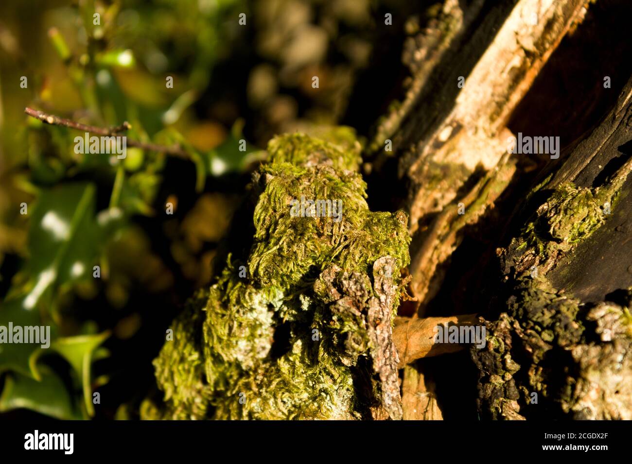 lichen and bark on tree stump Stock Photo