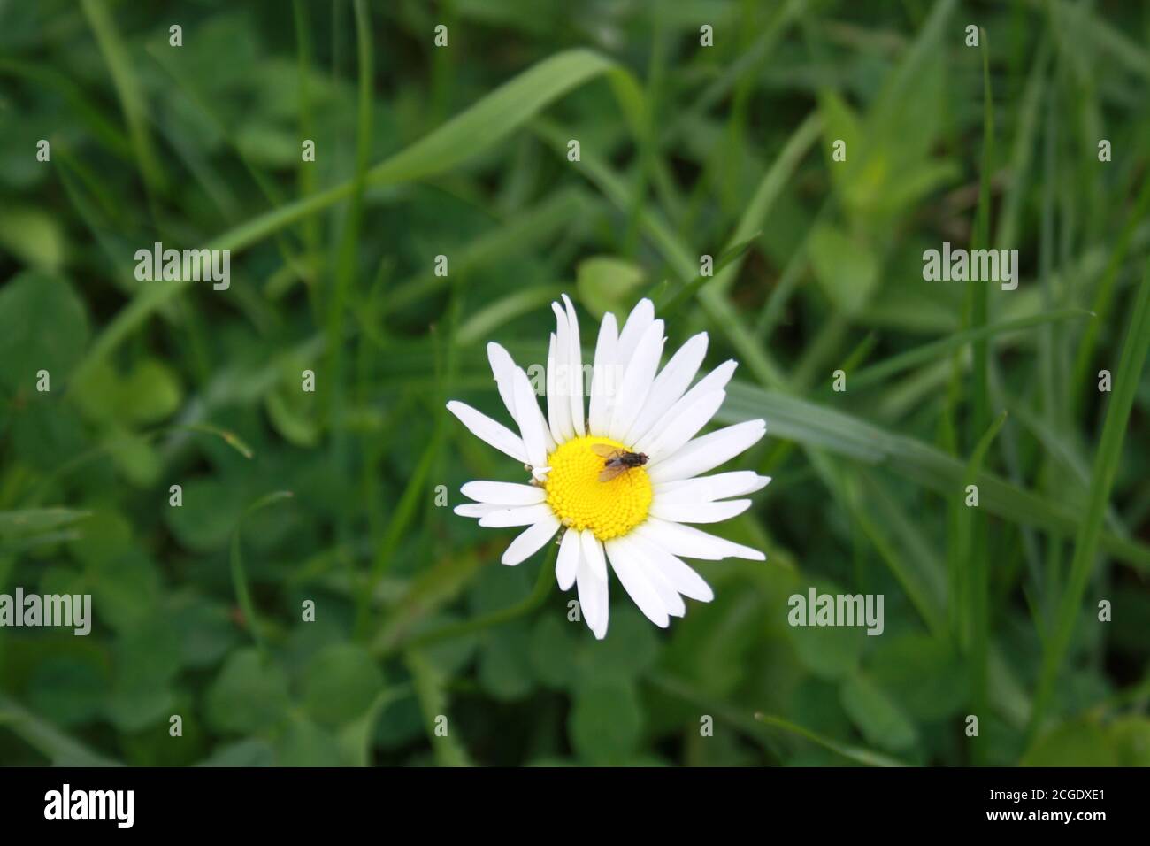 little fly sitting on chamomile flower Stock Photo