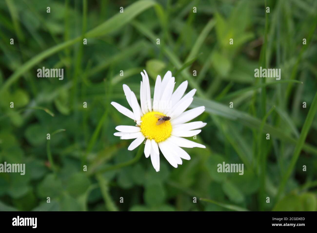 little fly sitting on chamomile flower Stock Photo
